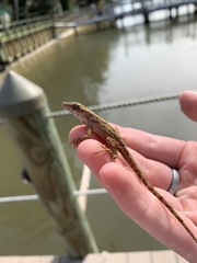 Anolis sagrei