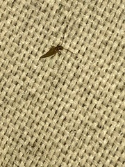 Caeciliusidae