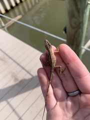 Anolis sagrei