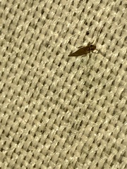 Caeciliusidae