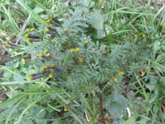 Tagetes foetidissima