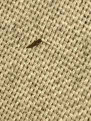 Caeciliusidae