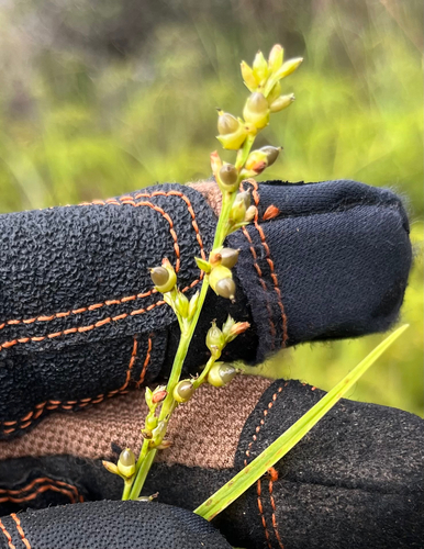 Scleria testacea observed 2025-09-21