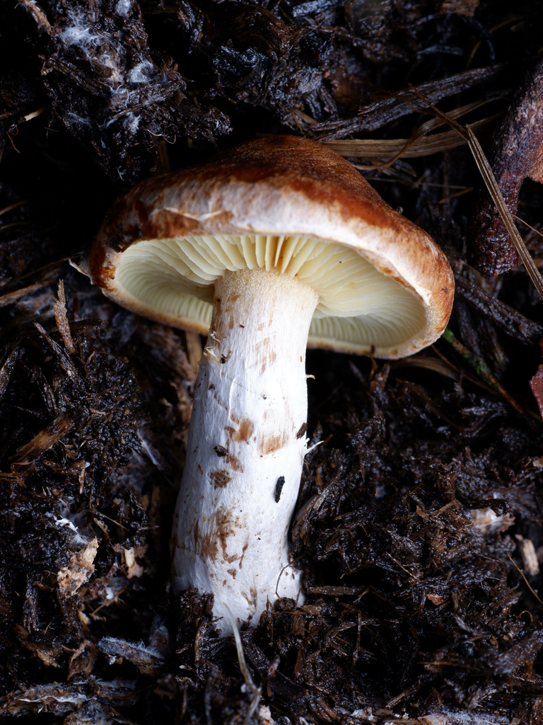 Gymnopilus allantopus · July 2025 · photo: © celadonfern (iNaturalist, cc-by)