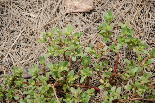 Portulaca granulatostellulata image