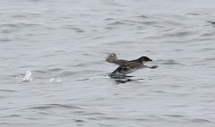 Pelecanoides garnotii