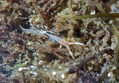 Phidiana militaris