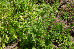 Achyranthes aspera aspera