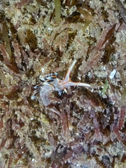 Phidiana militaris