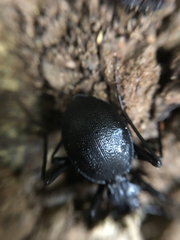 Scaphinotus cristatus