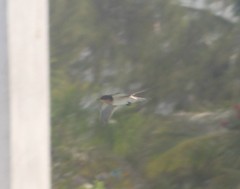 Hirundo rustica erythrogaster