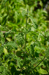 Achyranthes aspera aspera