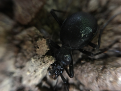 Scaphinotus cristatus