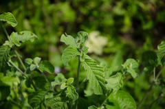 Achyranthes aspera aspera