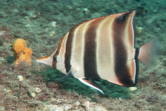 Chelmonops truncatus