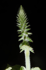 Achyranthes aspera aspera