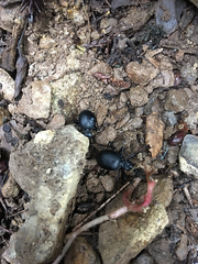 Scaphinotus cristatus