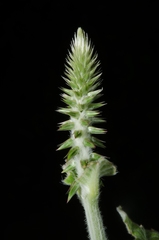 Achyranthes aspera aspera