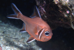 Trachichthys australis