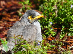Noisy Miner photo 5