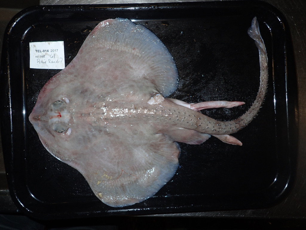Round skate (Rajella fyllae) — Rajidae