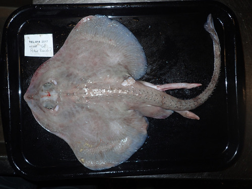 Round skate (Rajella fyllae) — Rajidae
