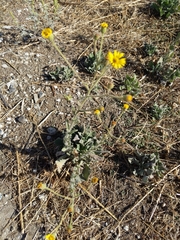 Heterotheca grandiflora