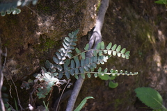 Astrolepis crassifolia