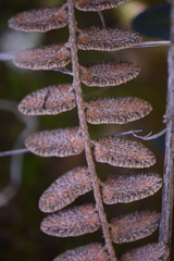 Astrolepis crassifolia