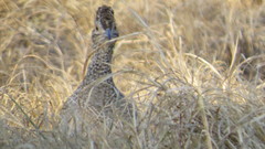 Nothoprocta cinerascens