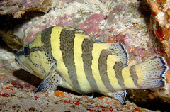 Acanthistius cinctus