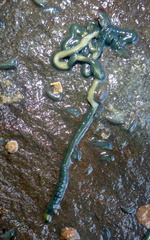 Emplectonema gracile