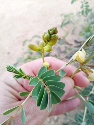 Port Royal senna (Senna italica)