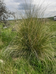 Chionochloa rigida