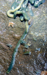 Emplectonema gracile