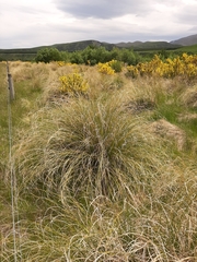 Chionochloa rigida rigida