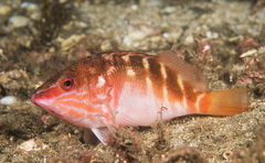 Hypoplectrodes maccullochi