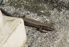 Podarcis muralis