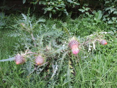 Cirsium subcoriaceum