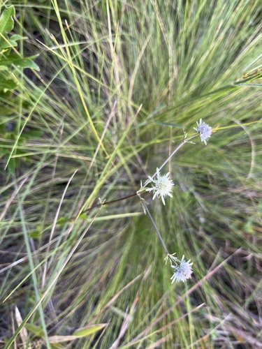 Eryngium integrifolium, photograph 4