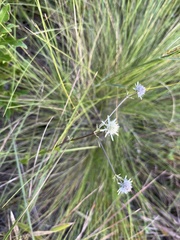 Eryngium integrifolium, photograph (c) harrier, some rights reserved (CC BY)