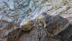 Phrynops williamsi