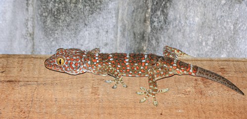 Tokay Gecko