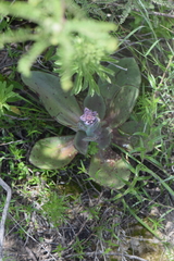 Echeveria rubromarginata