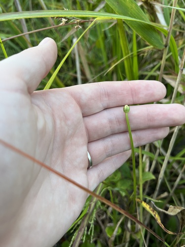 Carolina grass-of-parnassus (Parnassia caroliniana)