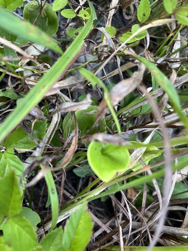Parnassia caroliniana, photograph 4