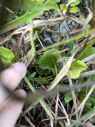 Parnassia caroliniana, photograph 6