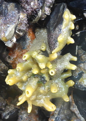 Halichondria bowerbanki