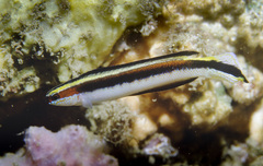 Trachinops taeniatus