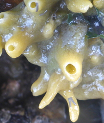 Halichondria bowerbanki